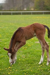 Foal