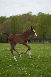 Foal