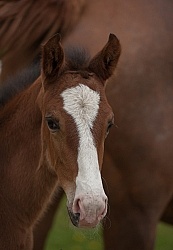 Foal Portrait