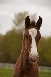 Foal Portrait