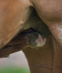 Foal Nursing