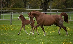 Mare and Foal Mare and Foal Free Running