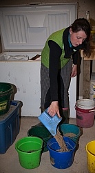 Feeding Mulitple Horses