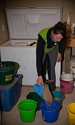 Feeding Mulitple Horses