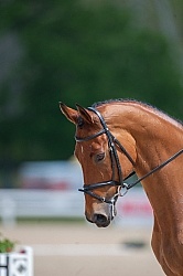 William Fox-Pitt and Neuf De Couers Selle Francais Rolex 2011