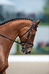 William Fox-Pitt and Neuf De Couers Selle Francais Rolex 2011