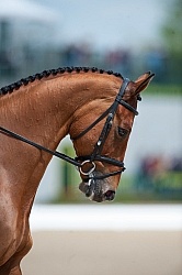 William Fox-Pitt and Neuf De Couers Selle Francais Rolex 2011