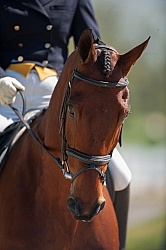 Dressage
