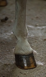 Hoof Care Hoof Care