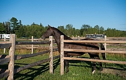 Horse Country Campground Permanent Paddocks