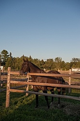Horse Country Campground Permanent Paddocks