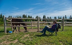 Horse Country Campground Permanent Paddocks