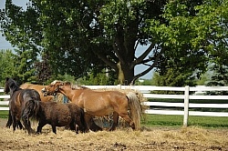 Schooling Over Poles Dominance at the Hay Feeder