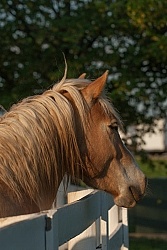 Haflinger Portrait
