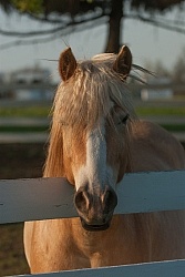 Haflinger Portrait