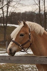 Haflinger Portrait