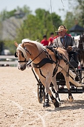 Haflinger Driving Haflinger Driving