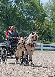 Haflinger Driving Haflinger Driving
