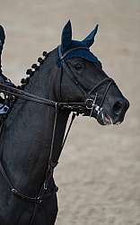 Alltech WEG Show Jumping Hot Horse