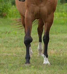 Calcification on the knee