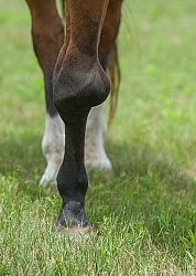 Calcification on the knee