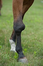 Calcification on the knee