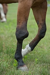 Calcification on the knee