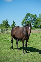 Overweight Horse