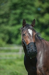 Overweight Horse with Grazing Muzzle