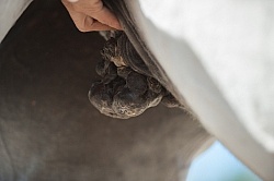 Mlanoma in the Sheath