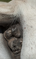 Melanoma Under the Dock  of the Tail