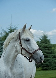 Irish Draught Portrait