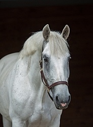 Irish Draught Portrait