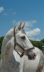 Irish Draught Portrait