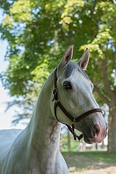Irish Draught Portrait