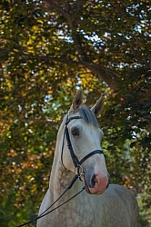 Irish Draught Portrait