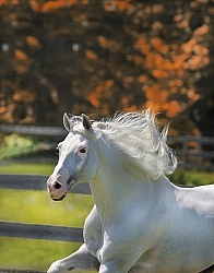 Lusitano Stallion