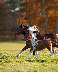 Dakota Winds Miniature Horse Farm