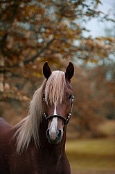 Peruvian Horse Portrait Beaconhurst Stables