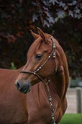 Peruvian Horse Portrait Beaconhurst Stables