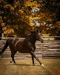Oldenburg Pangea farms