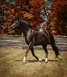 Oldenburg Pangea farms
