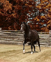 Oldenburg Pangea farms