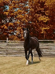 Oldenburg Pangea farms