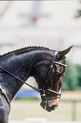 David Oconnor and Custom Made Sydney OL 2000