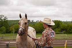 Appaloosa in Showmanship