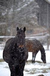 Ishoy Shoot Winter General