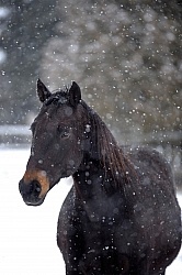 Ishoy Shoot Winter General