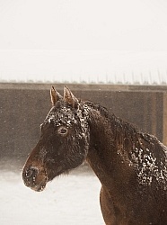 Winter At Home Winter General