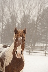 Winter At Home Winter General